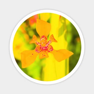 Yellow lily blossom on yellow background Magnet